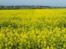 Fields of yellow: The canola fields in PEI